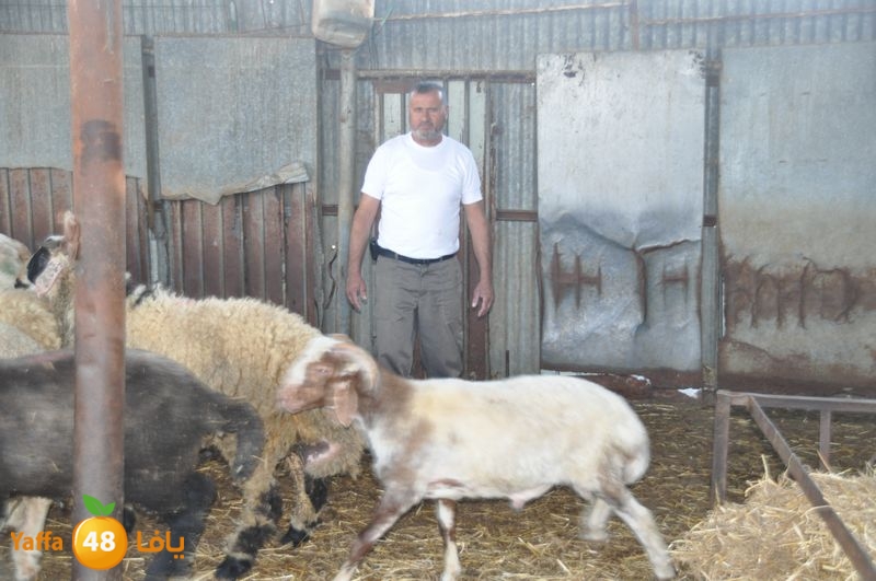 mal7ama lud 929 (20).JPG